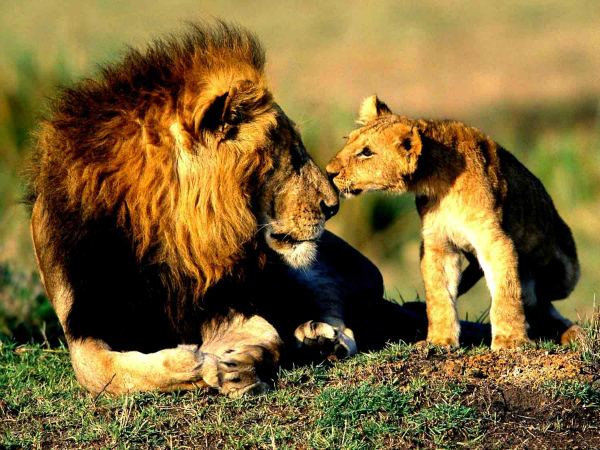 Lion and cub 